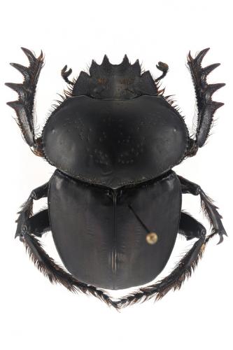 Scarabaeus puncticollis